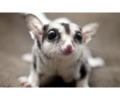 Male and female Sugar Gliders available .