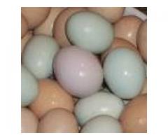 Timneh Grey eggs, Umbrella Cockatoo eggs, Palm Cockatoo eggs, Goffin Cockatoo eggs,