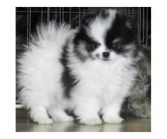 male and female pomeranian puppies for adoption