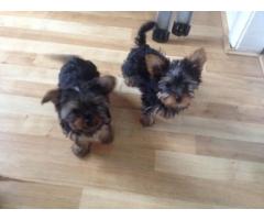 Excellence yorkie puppies for adoption