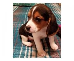 joyful beagle puppies for adoption