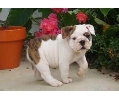 Excellence English bulldog puppies for adoption