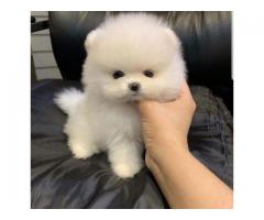 Awesome Teacup Pomeranian puppies ready now