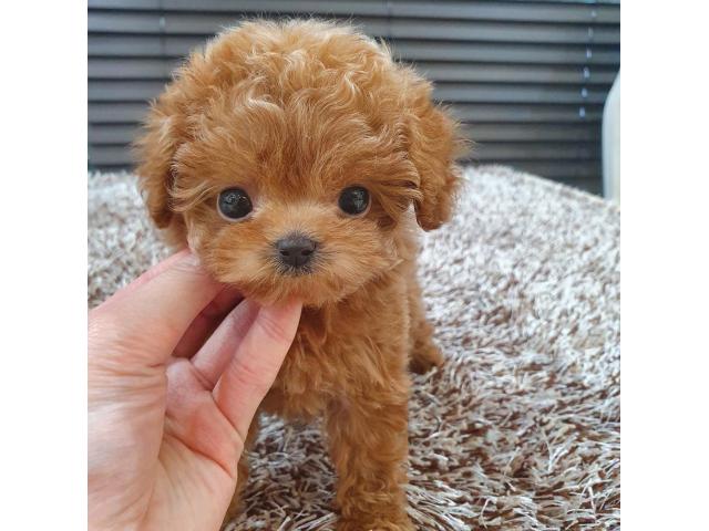 female toy poodle for sale