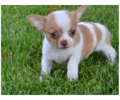 Super Adorable Teacup Chihuahua Puppies for sale