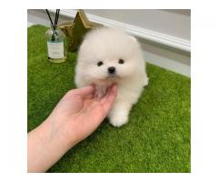 Healthy Teacup Pomeranian puppies ready for new homes