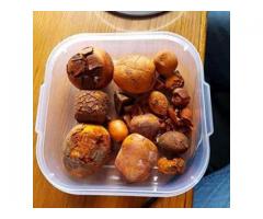 Buy Cow /Ox Gallstone available On Stock Now @ (WhatsApp: +237673528224)