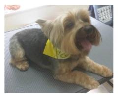 Dog Grooming Service Available (East Village, NYC)