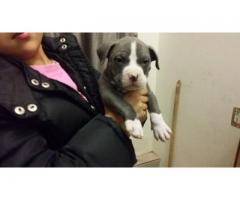 pitbull puppies for sale - $500 (New York City, NY)