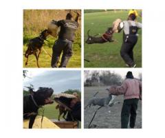 Protection Training Available to teach your dog to defend you your home - (New York City, NY)