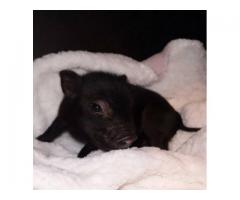 tiny baby mini pigs for sale - $950 (long island, NYC)