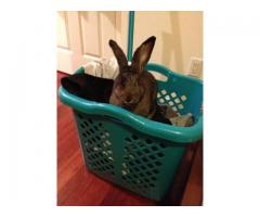 Bunnies/Rabbit For Adoption (Flushing, NY)