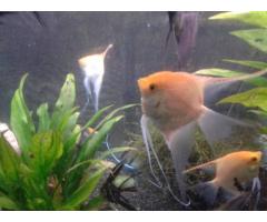 Breeding Pairs of Angel Fish for Sale - $125 (Nassau, NY