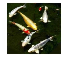 Koi Fish 3-4 in long lot of 50-60 bulk sale only make offer (dix hills, NY)