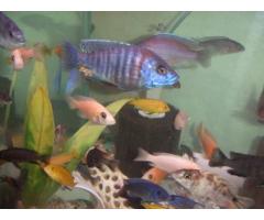 African Cichlid and Malawi Peacock Aquarium Fish for Sale - $20 (Bronx, NYC)