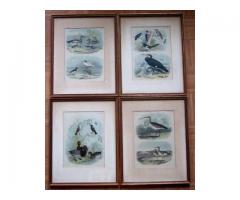 878 Studor Bird Prints 4 in Matching Frames for Sale - $225 (Kingsbridge Heights, Bronx, NYC)