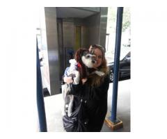 Female Dog Walker Sitter Avail UES route Private Sibling Walks On-Call - (Upper East Side, NYC)