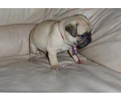 Adorable Pug puppies ready for rehoming - (Piermont, NY)