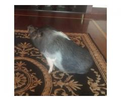 Free Mini Potbelly Pig to Loving Home - (Monroe, NY)