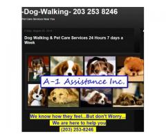 DOG WALKING Pet Service - (Greenwich, NY)