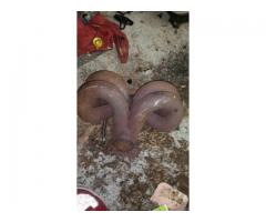 H-series Ram Horn Exhaust for sale - $400 (Nassau, NY)