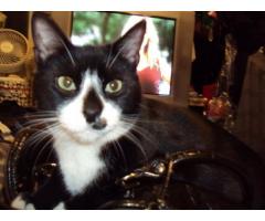 MISSING TUXEDO - HAVE YOU SEEN MY FACE IN BROOKLYN HEIGHTS? - (Brooklyn Heights/ ALL OVER NYC)