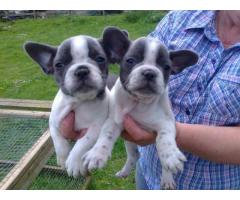 Akc French bulldogs available to go asap - (New york city , NY)