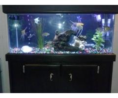 FISH TANK SETUP AND MAINTENANCE - (LI, QUEENS, BROOKLYN, NYC)