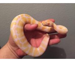 Rehoming Ball python morphs - (Upper West Side, NYC)