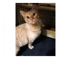 Johnnie -- jolly service cat ready for Rehoming - (Bay Ridge, Brooklyn, NYC)