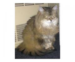 Tia ready for rehoming - (Bay Ridge, Brooklyn)