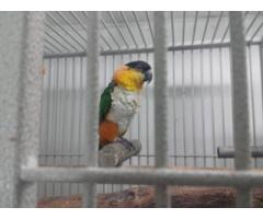 caique parrot bird Prooven breeder for rehoming - (Queens, NYC)