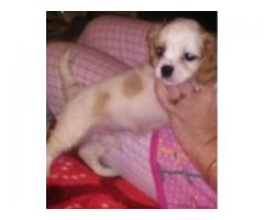 Two sweet puppies in need of a home - (Far Rockaway, NY)