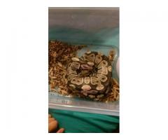 ball python female 3 feet long ready to rehome - (yonkers, NY)