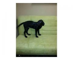 Black Lab Puppy Looking for Home - (Dix Hills, NY)