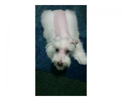 Tiny white schnauzer looking a home - (Queens, NYC)