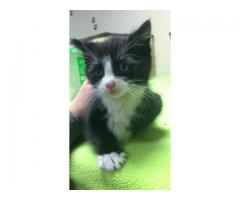 Rescue kittens for adoption - (Freeport, NY)