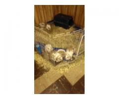 Free mini lop ear Bunny Rabbits Looking for Home - (Plainview, NY)