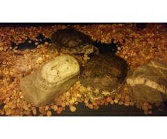 Large Red Ear Slider for Right Home - (Mount Kisco, Westchester, NY)