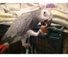 Congo african grey for Right Home - (Brooklyn, NYC)