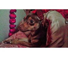 CHIHUAHUA (TRI COLOR) FOR REHOMING - (BENSONHURST, NYC)