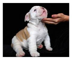 English Bulldog puppies AKC Registered for Rehoming - (Brooklyn, NYC)