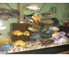 African cichlids to be re homed - (Bronx, NYC)