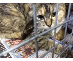 Josie kitty needs home - (Bay Ridge, Brooklyn, NYC)