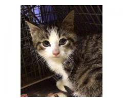 Bambi kitty needs home - (Bay Ridge, Brooklyn, NYC)