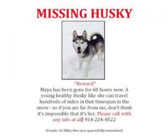 LOST HUSKY FROM SOMERS - (Somers,NY)