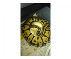 For Sale Cheap Pythons Boas - $100 (nassau, NY)