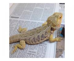 MORPH Bearded Dragons for Sale - $100 (Marine Park, NYC)