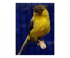 russian canary birds crested gloster for sale - (forest hills, NY)