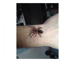 Tarantula Chaco Golden Knee for adoption rehoming fee $50 - (New Dorp, Staten Island)